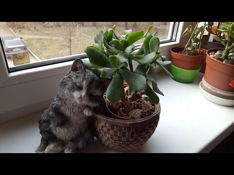 Видео: Мои комнатные цветы в апреле 2021