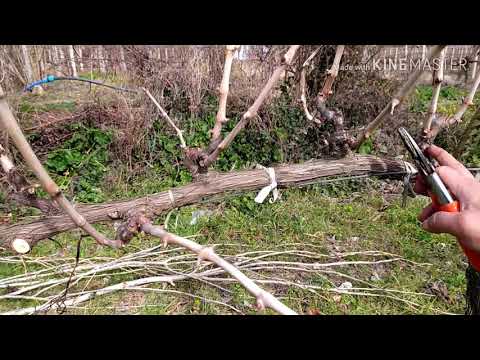 Видео: Как обрезать виноград (виноградную лозу) простым способом. 24/02/2020