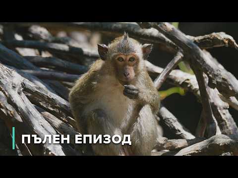 Видео: Животът в богатата речна делта на Виетнам | Загадките на Меконг 109