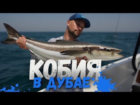 Видео: Рыба сломала спиннинг  , но все равно была отпущена. Рыбалка в Дубае.