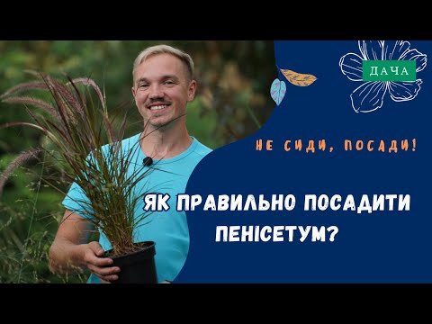 Видео: Як Правильно Посадити Пенісетум? Ідеальні Рослини для Ландшафтного Дизайну.