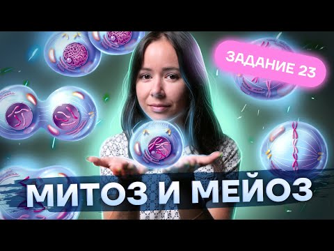 Видео: Митоз и мейоз КРАТКО И ПОНЯТНО | Биология ЕГЭ 2023 | Умскул