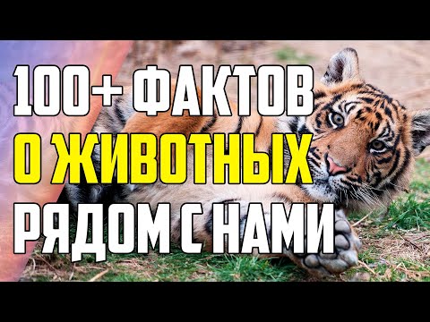 Видео: 100+ ФАКТОВ О ЖИВОТНЫХ, КОТОРЫЕ ЖИВУТ РЯДОМ С НАМИ