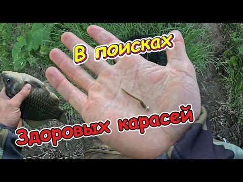 Видео: Ищем КРУПНЫХ КАРАСЕЙ! МОРМЫШИНГ  GAMMARUS