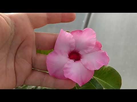 Видео: Прививка ,, под сверло,, - результат. Цветущие адениумы 27 мая 2021.