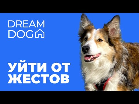 Видео: Уйти от жестов 🐶 как научить собаку выполнять команды без подсказок