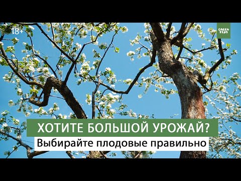 Видео: Лучшие сорта яблони. Как выбрать саженцы