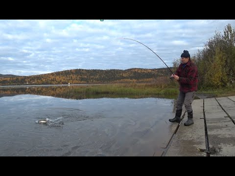 Видео: Аляска. Осень.Грибной лес и рыбалка.