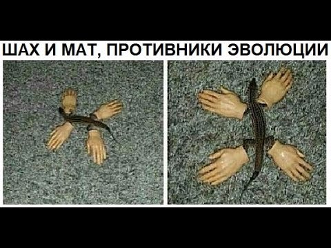 Видео: Лютые приколы. Доказательство ЭВОЛЮЦИИ !!!