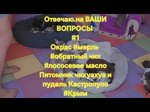Видео: Отвечаю на ВАШИ ВОПРОСЫ #1 Окрас #мерль #обратный чих#лососевое масло Питомник  Кастропуло #Крым 