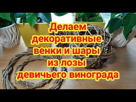 Видео: Делаем декоративные венки и шары из лозы девичьего винограда