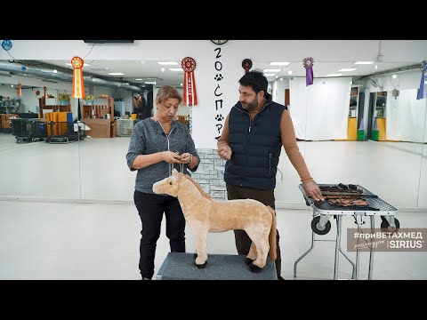 Видео: Правильная выставочная ринговка // #приВЕТАХМЕД