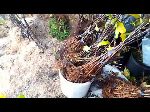 Видео: Подвои. Есть излишки. Для яблони и груши