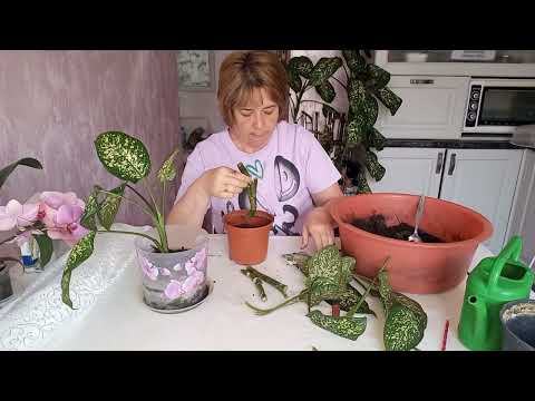 Видео: Как размножить диффенбахию