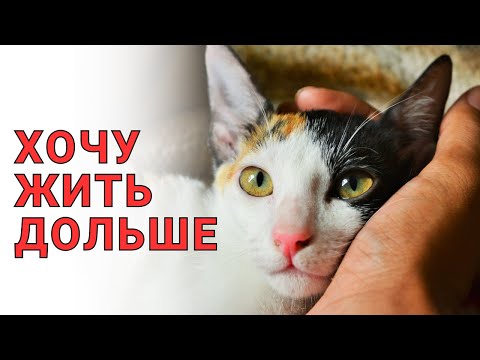 Видео: Как ПРОДЛИТЬ ЖИЗНЬ КОШКЕ, 10 простых советов