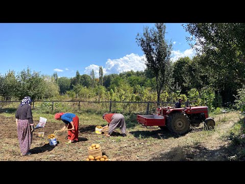 Видео: Сбор картофеля и деревенские дела. Деревенская жизнь. Документальный фильм.