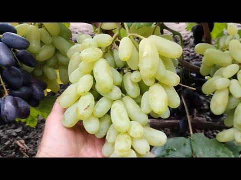 Видео: Початок достигання винограду 22 серпня 2025 р. 1 Частина.