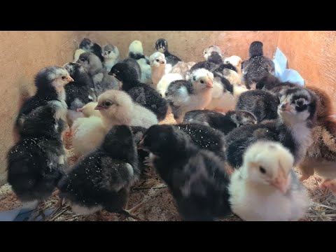 Видео: Почему мои цыплята БЫСТРО растут.