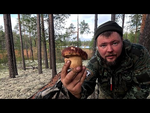 Видео: БЕЛЫЕ ГРИБЫ КАК ИХ НАЙТИ И СОБРАТЬ. СБОР БОРОВИКОВ. ЗАГОТОВКА ГРИБОВ НА ЗИМУ. ИДУ ПО ГРИБЫ В ТАЙГУ