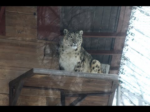 Видео: Жумгалда карыган илбирс тамак издеп койчунун короосуна кирип келген