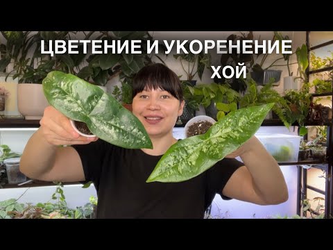 Видео: ЦВЕТЕНИЕ И УКОРЕНЕНИЕ ХОЙ
