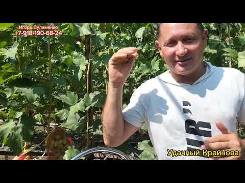 Видео: Талдун, Удачный Крайнова, Вернисаж(Калугина).