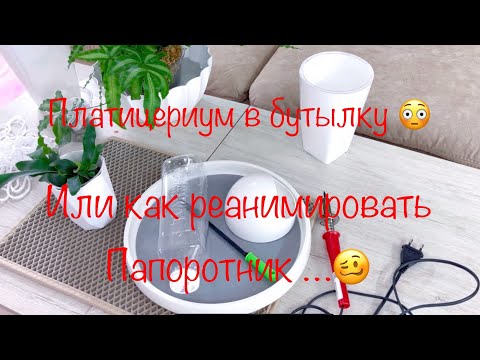 Видео: Платицериум в Бутылку Или Как Реанимировать Папоротник