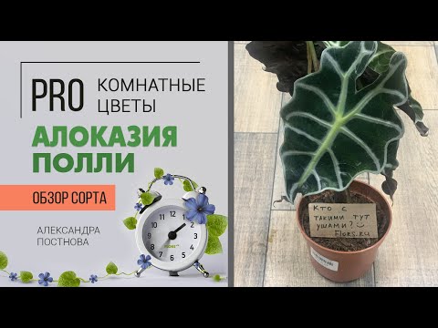 Видео: Алоказия Полли - крокодильчик с капризным характером. Комнатное растение для ценителей красоты.