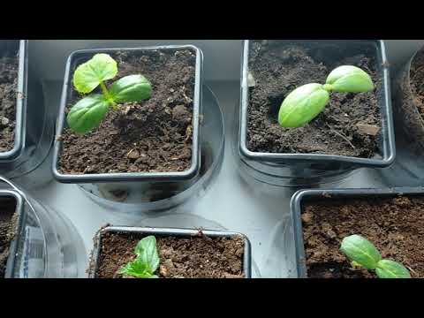 Видео: Огурцы на гидропонике. Опыт выращивания на балконе. Сезон 2021