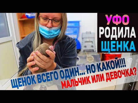 Видео: Собака родила всего одного щенка. Мальчик или Девочка? Первый день жизни щенка Американский Булли