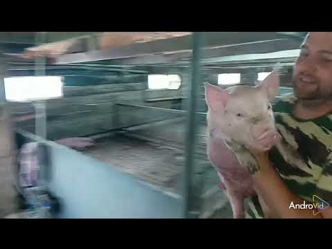 Видео: ##Алейский СГЦ ##поросята монстры, вес в 20 дней ##