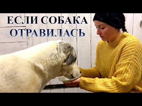 Видео: ЧТО ДЕЛАТЬ ЕСЛИ СОБАКА СЪЕЛА МУСОР ИЛИ ОТРАВИЛАСЬ. ЧТО ДАТЬ СОБАКЕ ОТ АЛЛЕРГИИ И ОТРАВЛЕНИЯ