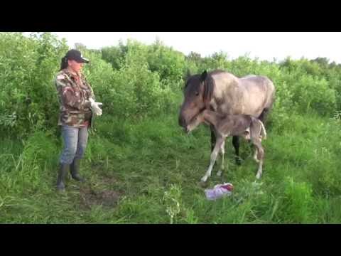 Видео: Кобыла ожеребилась в поле. О выжеребке. Внешние признаки жерёбости.