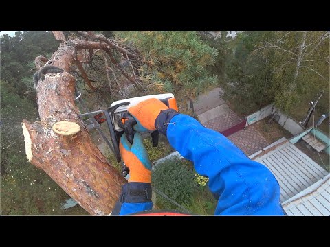 Видео: Спил огромной сосны с контролируемым спуском веток на верёвке