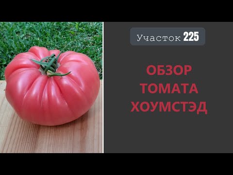 Видео: Томат Хоумстэд. Сахаристый, как арбуз!