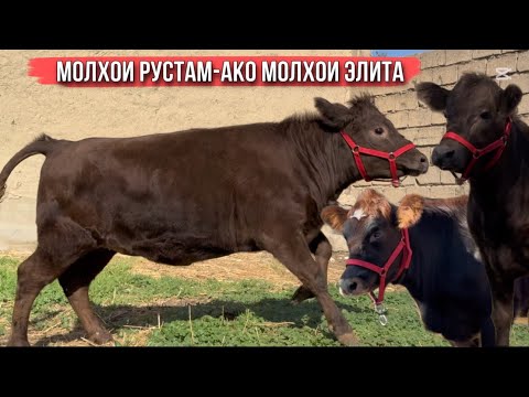 Видео: Молхои РУСТАМ АКО ПАРТИЯИ НАВ УСПЕТ КУНЕД 6 ноября 2025 г.