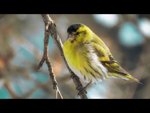 Видео: Чижи в весеннем лесу. Где был чижик? | Film Studio Aves