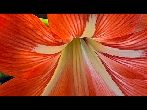 Видео: Как отличить Гиппеаструм от Амариллиса