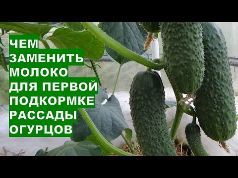 Видео: Чем заменить молоко для рассады чтобы получить супер урожай?