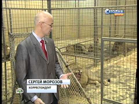 Видео: Сегодня.Итоги ( выпуск от 27.08.2012)