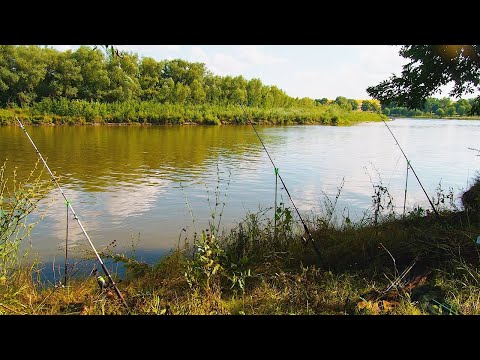 Видео: Рыбалка с ночевкой на слиянии двух рек! Наконец-то посетили это место!