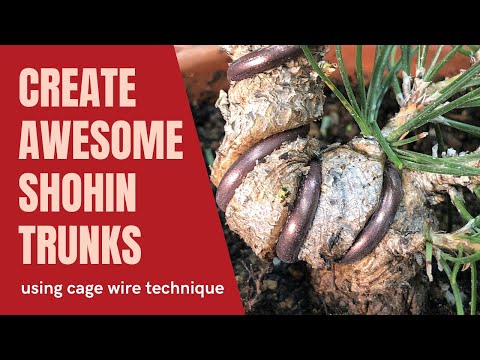 Видео: Как загущать сосны для шохина