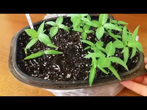 Видео: Датура  из семян. Рост сеянцев, пикировка