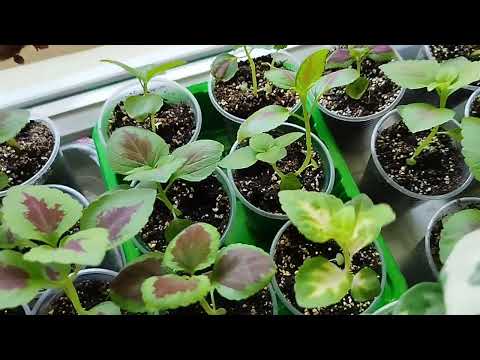 Видео: Огляд кімнатних рослин наприкінці липня (27.07.2025)