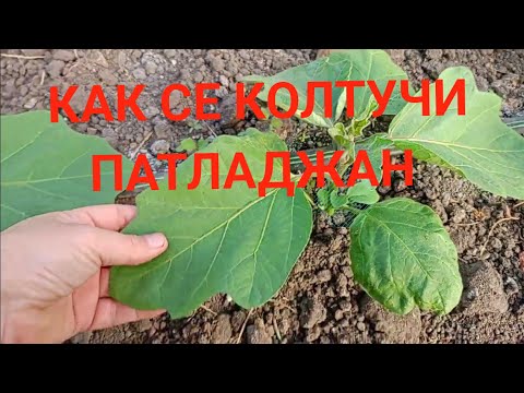 Видео: Колтучи ли се Патладжан? Защо се Колтучи Патладжана  | Съвети за Отглеждане на Патладжан