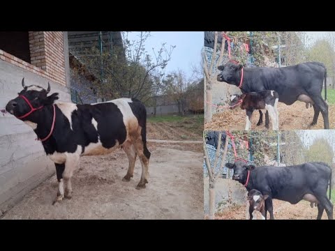 Видео: +992929115392☎️ МОШАЛЛОХ ДУ САР БЕХТАРИН ГОВИ КАЛОНИ СЕР ШИР АЗ ФЕРМАИ  АФЗАЛШО