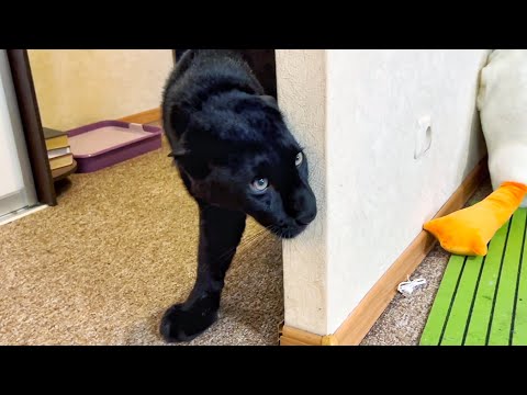 Видео: Задача для пантеры Луны😅😂