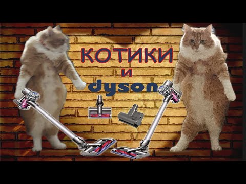 Видео: Dyson и Котики
