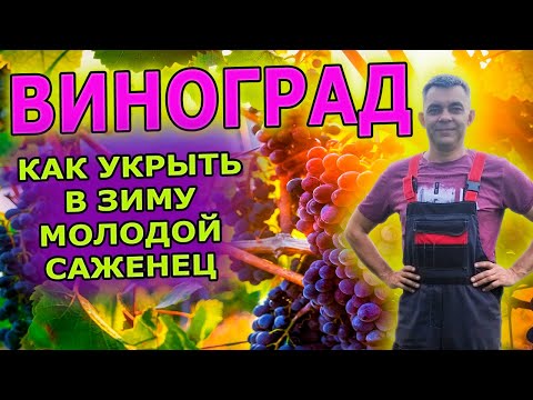 Видео: Как надежно укрыть молодой саженец винограда в зиму. Зимнее укрытие однолетнего саженца винограда.