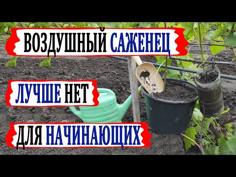 Видео: 🍇 Если сделаешь ЭТО в ИЮНЕ, то осенью получишь мощный САЖЕНЕЦ ВИНОГРАДА. Воздушный отводок.